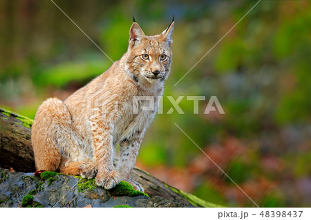 Walking Eurasian wild cat on green mossy stone Walking Eurasian wild cat on green mossy stone 48398437