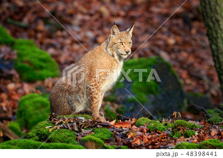 Eurasian wild cat lynx on green mossy stone Eurasian wild cat lynx on green mossy stone 48398441