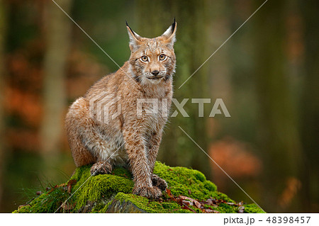 Eurasian wild cat lynx on green mossy stone 48398457