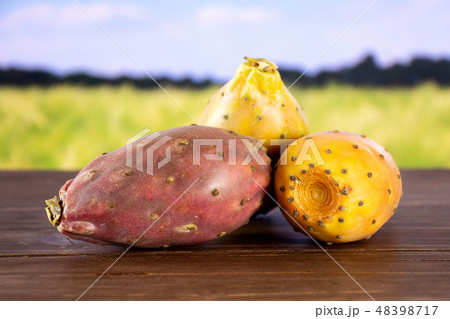 bright prickly pear opuntia with field behind bright prickly pear opuntia with field behind 48398717