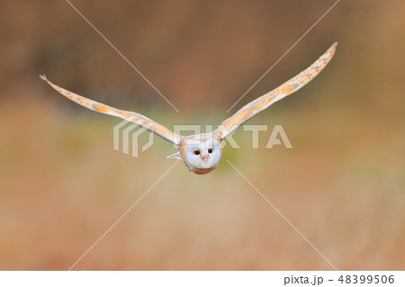 Barn Owl, Tyto alba, flying above the grass Barn Owl, Tyto alba, flying above the grass 48399506