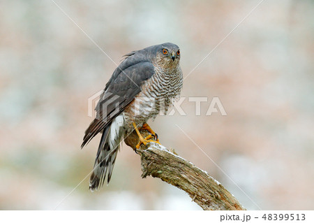 Eurasian sparrowhawk, Accipiter nisus Eurasian sparrowhawk, Accipiter nisus 48399513