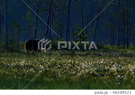 Brown bear walking in forest, morning light. 48399521