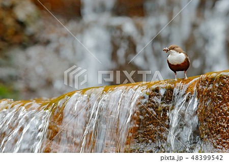 White-throated Dipper in the stream with waterfall 48399542