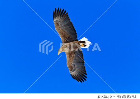 White-tailed eagle, on the blue sky 48399543