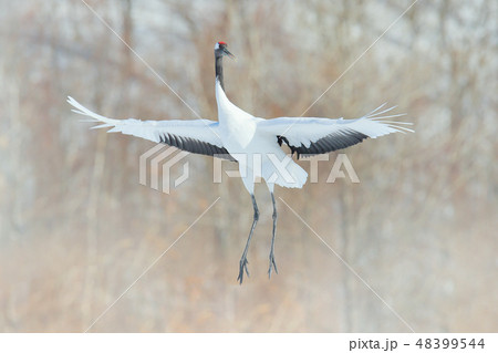 Crane in flight, winter scene with snowflakes. 48399544