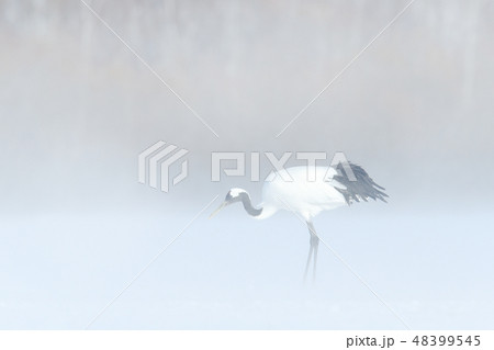 Snowy storm in the nature with Red-crowned crane 48399545