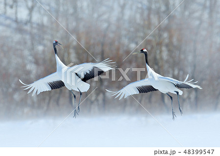 Dancing pair of Red-crowned crane with open wings 48399547