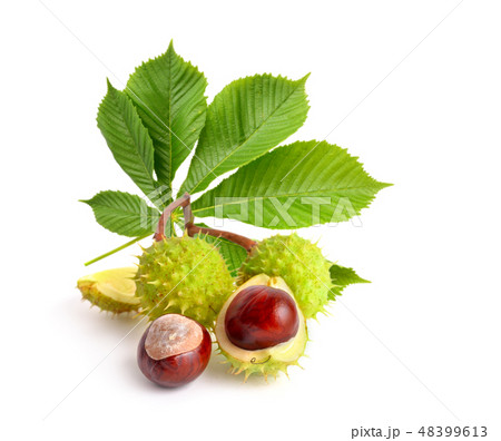 Horse-chestnut (Aesculus) fruits with leawes. 48399613