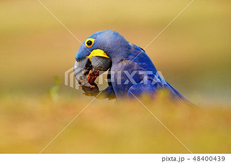 Hyacinth Macaw, Anodorhynchus hyacinthinus Hyacinth Macaw, Anodorhynchus hyacinthinus 48400439
