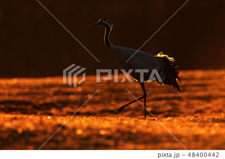 Common Crane, Grus grus, big bird in the nature Common Crane, Grus grus, big bird in the nature 48400442