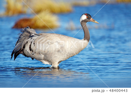 Common Crane, Grus grus, big bird in the nature Common Crane, Grus grus, big bird in the nature 48400443