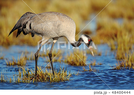 Common Crane, Grus grus, big bird in the nature Common Crane, Grus grus, big bird in the nature 48400444