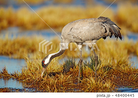 Common Crane, Grus grus, big bird in the nature Common Crane, Grus grus, big bird in the nature 48400445