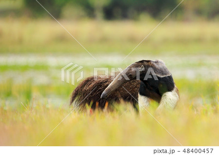Anteater, cute animal from Brazil 48400457