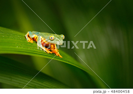 Golden-eyed leaf frog, Cruziohyla calcarifer Golden-eyed leaf frog, Cruziohyla calcarifer 48400458