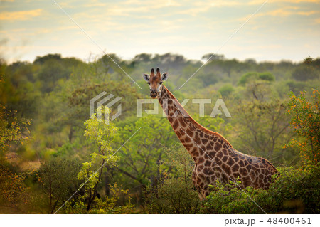 Giraffe and morning sunrise. Giraffe and morning sunrise. 48400461