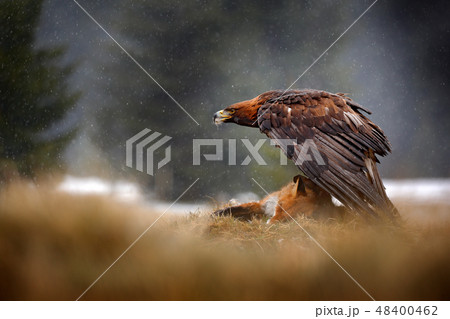 Golden Eagle feeding on killed Red Fox Golden Eagle feeding on killed Red Fox 48400462