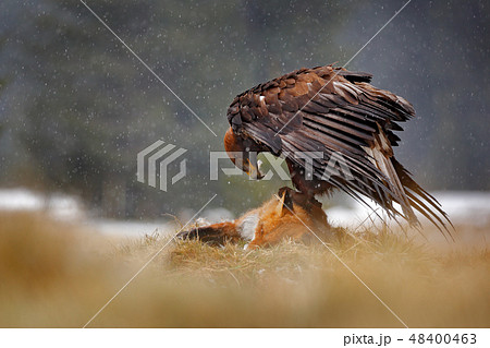 Golden Eagle feeding on killed Red Fox 48400463