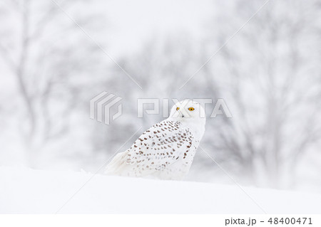 Snowy owl sitting on the snow in the habitat. Snowy owl sitting on the snow in the habitat. 48400471