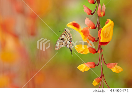 Butterfly Graphium antheus on the flower Butterfly Graphium antheus on the flower 48400472