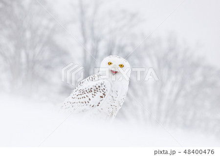 Snowy owl sitting on the snow in the habitat. Snowy owl sitting on the snow in the habitat. 48400476
