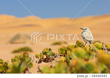 Tractrac chat, Emarginata tractrac Tractrac chat, Emarginata tractrac 48400485