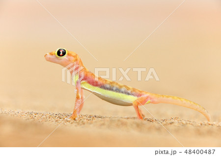 Gecko from Namib sand dune, Namibia. 48400487