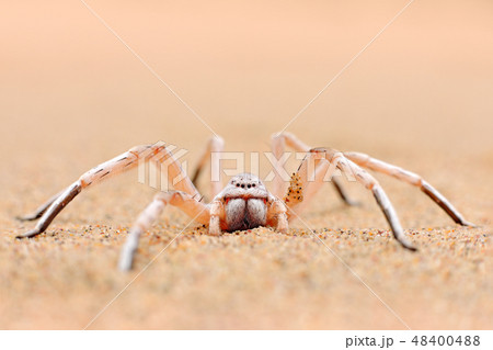 Golden wheel spider, Carparachne aureoflava Golden wheel spider, Carparachne aureoflava 48400488