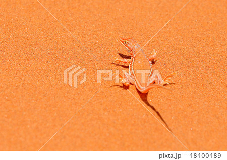 Wedge-snouted Desert Lizard, Meroles cuneirostri Wedge-snouted Desert Lizard, Meroles cuneirostri 48400489