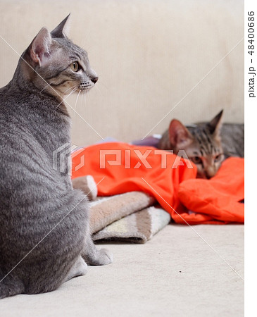 cute short hair young asian kitten grey and black cute short hair young asian kitten grey and black 48400686
