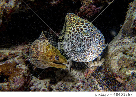 leopard eel mooray portrait 48401267