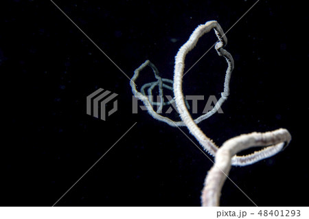 Rope coral in the black background juncella juncea 48401293