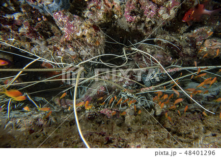 lobster while hunting underwater 48401296