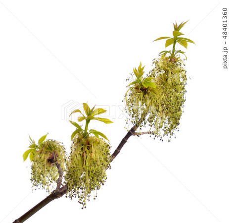 Acer negundo or Manitoba, occasionally, elf maple 48401360