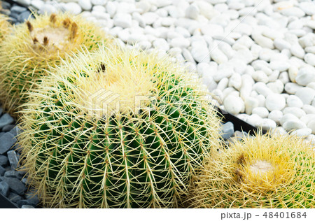 Closue up Barrel Cactus (Echinocactus grusonii)  48401684
