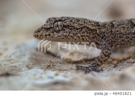 Head of Gecko on light colored rock 48401821
