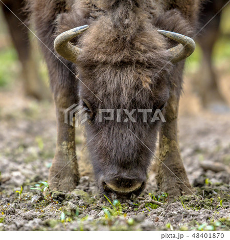 Grazing Wisent 48401870