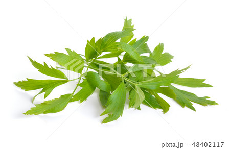 Lovage or Levisticum officinale. Isolated  48402117