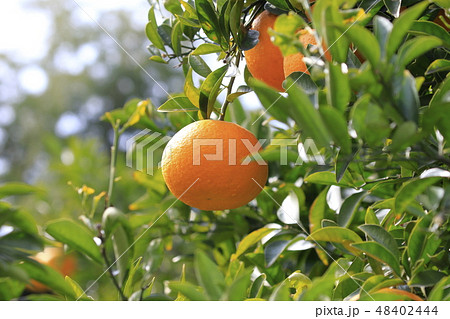 収穫間近の夏みかん 収穫間近の夏みかん 48402444