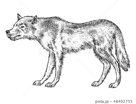 Gray wolf, Wild animal. Symbol of the north and the forest. Vintage monochrome style. Predator in 48402755
