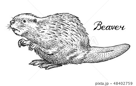 River beaver, Wild animal. Symbol of the north and the forest. Vintage monochrome style. Mammal in 48402759
