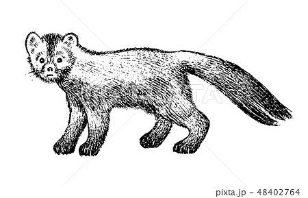 Wild sable, forest animal. Symbol of the north. Vintage monochrome style. Mammal in Europe, Russia 48402764