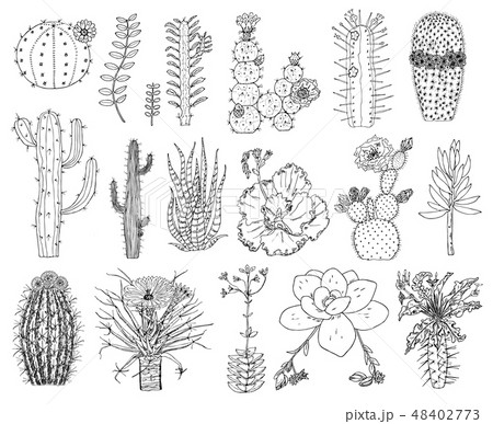 Home cactus plants and flowers. Set of cozy cute elements. Collection of Exotic or tropical Home cactus plants and flowers. Set of cozy cute elements. Collection of Exotic or tropical 48402773