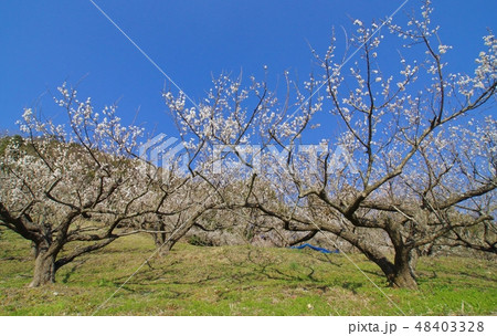 田辺石神梅林の春　和歌山県田辺市 48403328