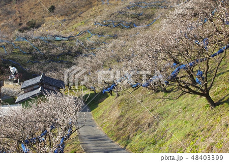 田辺石神梅林の春　和歌山県田辺市 48403399