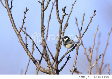シジュウカラ シジュウカラ 48403496