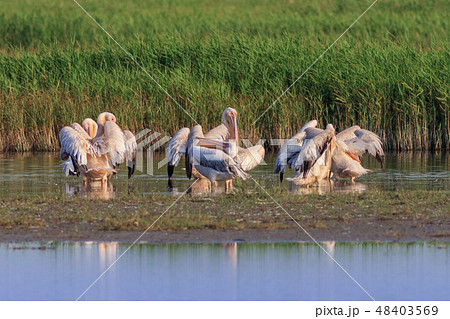 white pelicans in Danube Delta, Romania 48403569