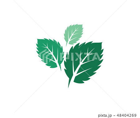 Mint leaves flat vector icon design 48404269