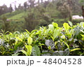 紅茶畑 スリランカ セイロンティー 紅茶畑 スリランカ セイロンティー 48404528